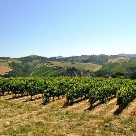 La Terrazza Sul Vigneto Offida